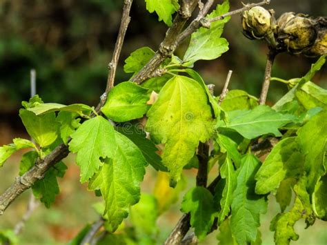 Macro Of Wilting Green Plant Leaves Picture Image 87585443