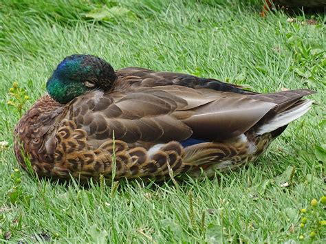 A Sleeping Duck Photo Taken In Beacon Hill Park Victoria Flickr
