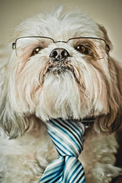 16 Adorable Photos Of Dogs Wearing Glasses Dapper Dogs Animal