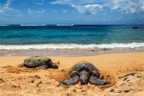 Images De Tortues Plage Laniakea T L Chargement Gratuit Sur Freepik