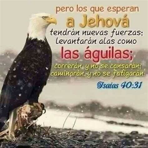 Isaias4031 Bald Eagle Spirituality