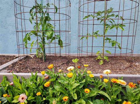Set the legs in your container so they touch the bottom. How to Make a DIY Tomato Cage: Sturdy, Easy & Cheap ...