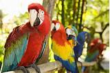 Our long island stores in hicksville & lynbrook have the largest variety of puppies & pet supplies in new york! Macaws - Fun Facts About the Largest Parrots