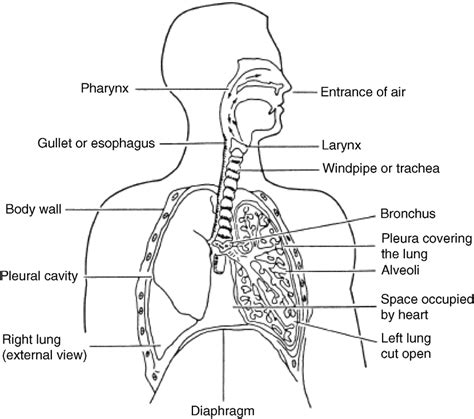 Anatomy Of The Human Respiratory System Reprinted With Permission Download Scientific Diagram