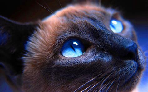 2560x1600 Cat Siamese Blue Eyes Muzzle Beautiful Close Up