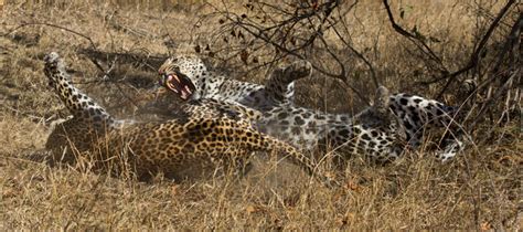 The Week In Pictures 90 Londolozi Blog