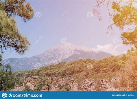 Summer Nature World Mountain Landscape With A Coniferous Forest Growing