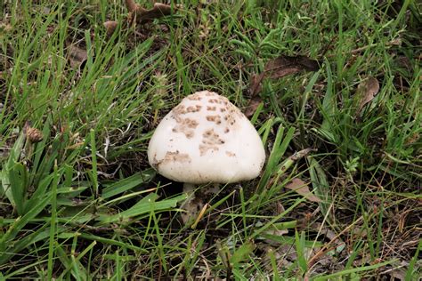 Puffy White Mushroom In Green Grass Free Stock Photo Public Domain