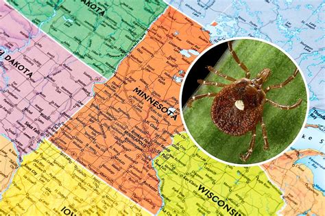 How Common Are Lone Star Ticks Associated Meat Allergies In Mn