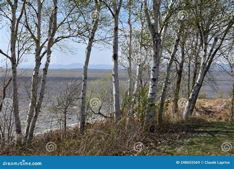 Birch Trees Along The River Stock Image Image Of Rural Season 248655569