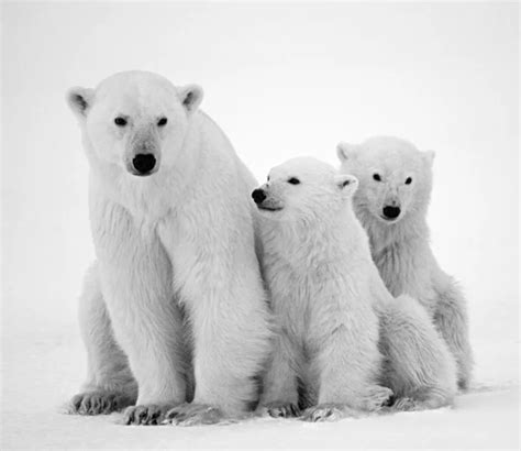 One Polar Bear — Stock Photo © Gudkovandrey 87188842