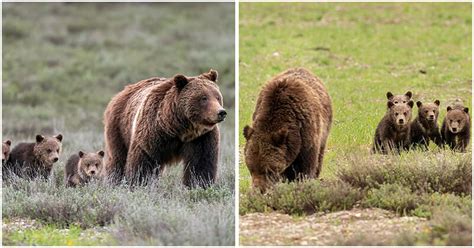 unbelievable wild grizzly bear becomes famous worldwide after delivering 4 cubs at age 24