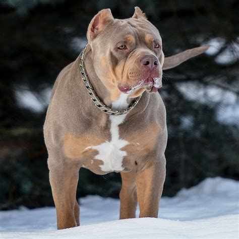 We offer blue nose pit bull litters of blue pitbull puppies in the atlanta area however we also ship many of our blue pit bull puppies to the entire continental u.s. Huge Pitbull Puppies for sale. Blue Nose Pitbulls, Merle ...