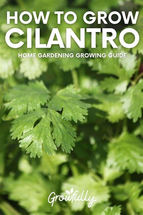 How To Grow Cilantro And Coriander In Your Garden Growfully