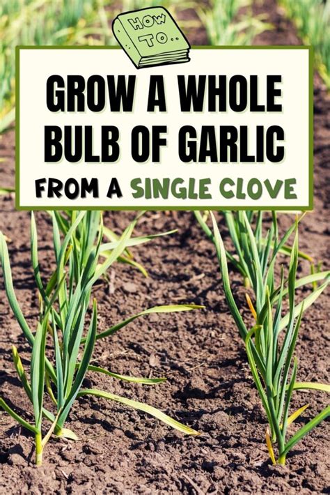 How To Grow A Whole Bulb Of Garlic From A Single Clove