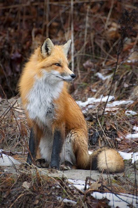 Red Fox By Andrej Pištek On 500px Pet Fox Fox Pictures Animals