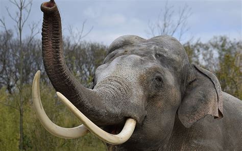 Big Elephant Trunk Africa Elephants Savannah Tusks Hd Wallpaper