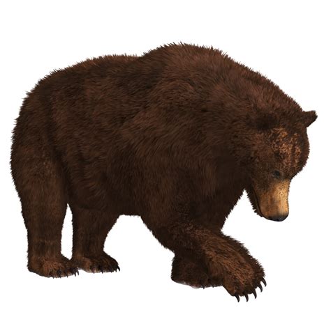 Bear Png 9 Png All