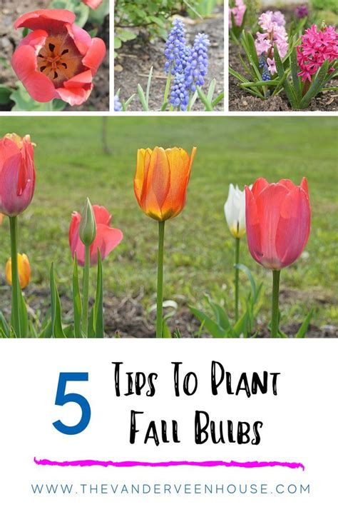 5 Easy Tips To Plant Fall Bulbs For A Colorful Spring Display Fall