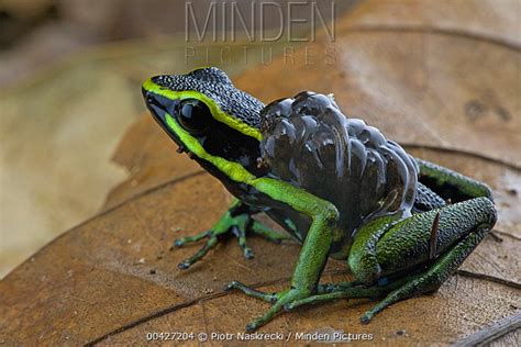 Three Striped Poison Dart Frog Stock Photo Minden Pictures