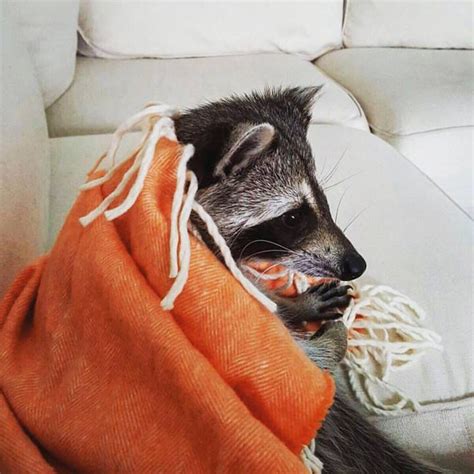 Orphaned Raccoon Thinks Shes A Dog After Being Rescued And Raised By