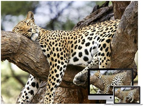 3d Animal Wallpapers For Windows 7