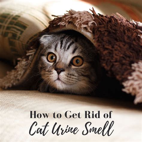 How To Eliminate Cat Urine Smell Dengarden