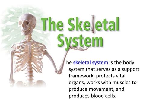 Skeletal System Function