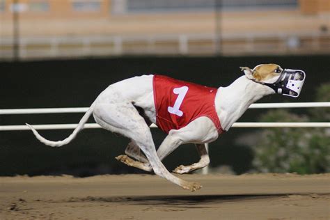 Rds Improve Photo 2 Phoenix Greyhound Park Evening Rac Flickr