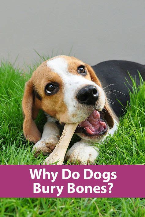 Why Do Dogs Bury Bones Dog Behavior Dogs Training Your Dog