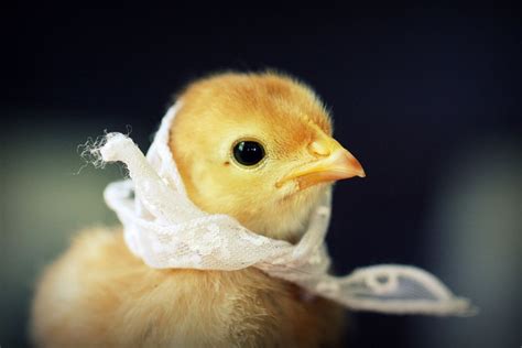Hilarious Baby Chicks Photography Chicken Pictures Baby Chickens