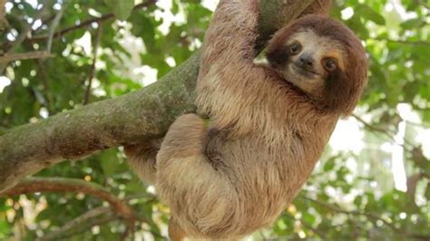 Top 100 Wild Animals In Amazon Forest