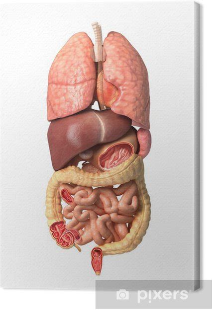 leinwandbild menschliche maennliche anatomie innere organe allein voll