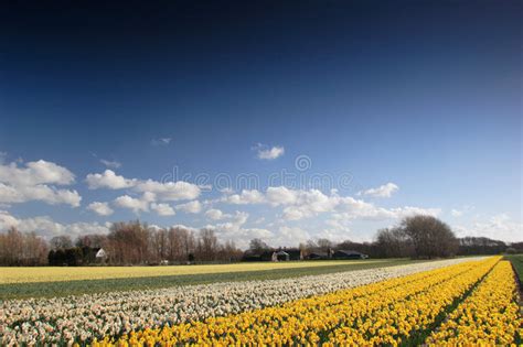 Flowery Landscape Stock Image Image Of Landscape Floral 7178319