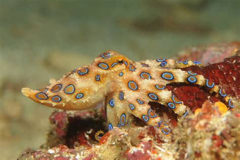 The Blue Ringed Octopus A Beautiful But Dangerous Creature Watch Video