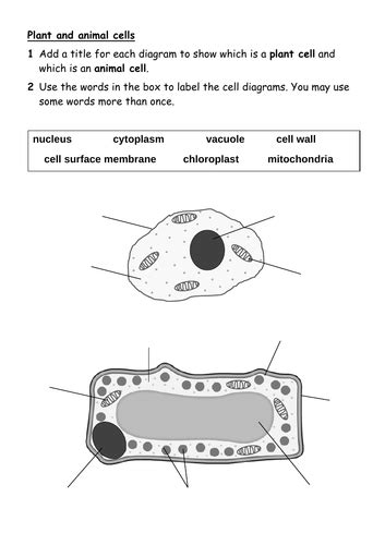 33 Plant And Animal Cells Worksheet Support Worksheet