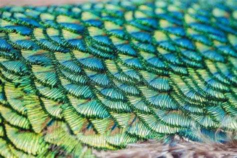 Close Up Shot Of A Beautiful Peacock Fan Stock Image Image Of Male