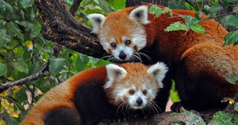 Endangered Red Panda Gives Birth To Two Cubs At Toronto Zoo News
