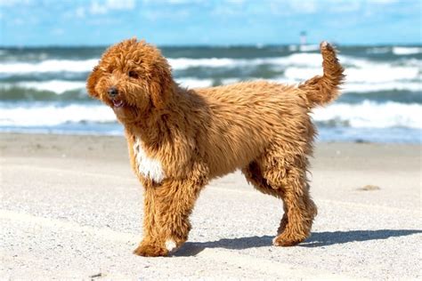 Irish Doodle Irish Setter And Poodle Mix Info Pictures Faqs And More