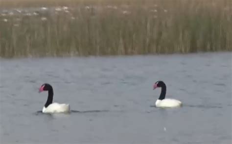 Más De 20 Mil Cisnes De Cuello Negro Migran A Humedal De Valdivia