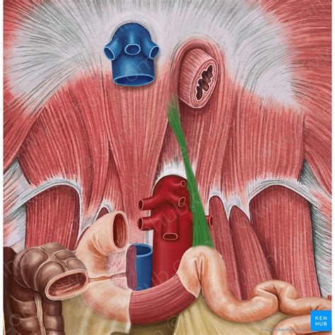 Suspensory Muscle Of The Duodenum