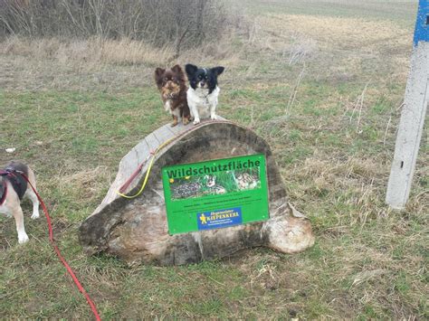 ⯈ jetzt das passende hundetraining finden ✓ hundeschule in der nähe ✓ wenn der beste freund des menschen etwas lernen soll, dann ist es zeit für die hundeschule. Hundeschule Gotha - Pubertierende-/ Erwachsenehundegruppe