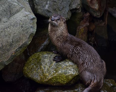 river otter seen on vancouver island b c bob flickr