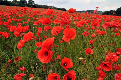 Local Businesses Host National Poppy Day May 26 The Observer