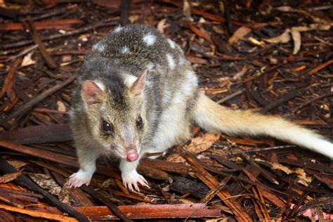 Eastern Spotted Quoll Stock Image Image Of Unique Marsupial 35687781