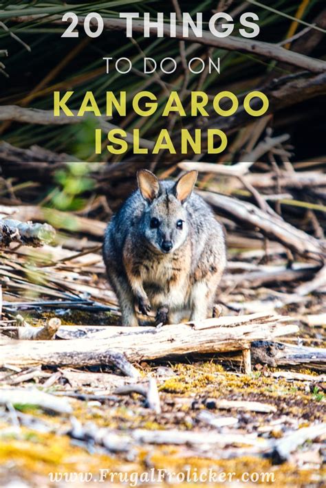 A Kangaroo In The Wild With Text Overlay That Reads 20 Things To Do On