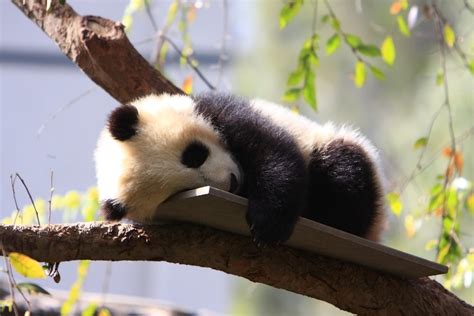 Cute Baby Panda Photos Videos And Facts Animal Hype