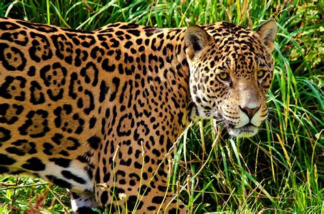 9 people found this helpful. En México quedan cerca de 4 mil jaguares » Eje Central