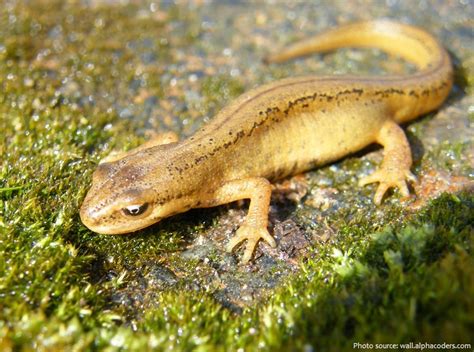 Interesting Facts About Newts Just Fun Facts