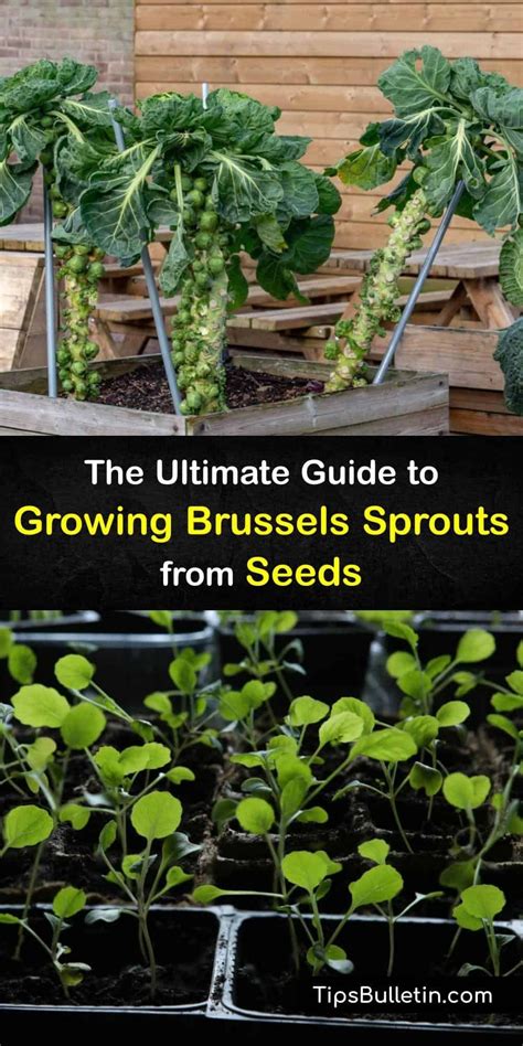 The Ultimate Guide To Growing Brussels Sprouts From Seeds Artofit